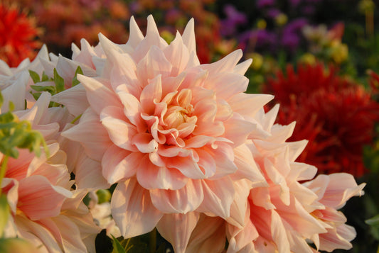 Dahlia Break Out