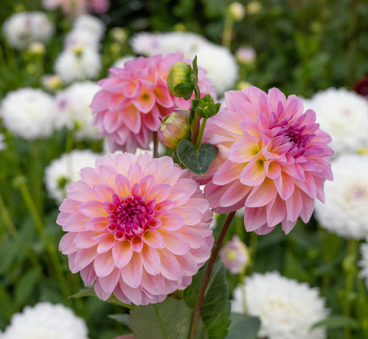 Dahlia Esli