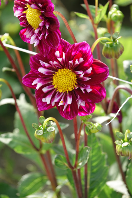 Dahlia Fantastico