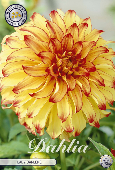 Dahlia Lady Darlene