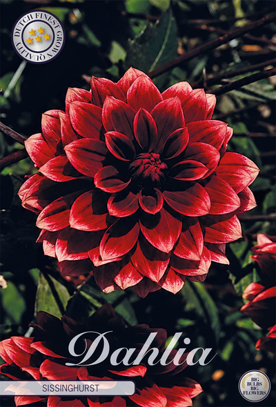 Dahlia Sissinghurst