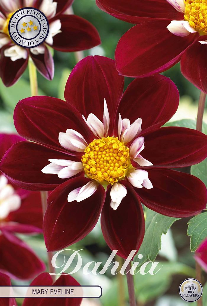 Dahlia Mary Eveline