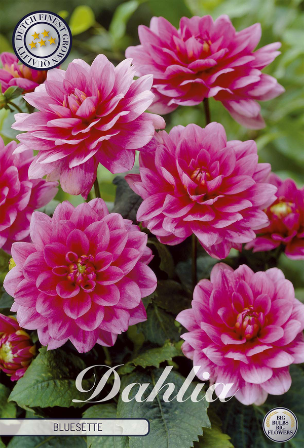 Dahlia Bluesette