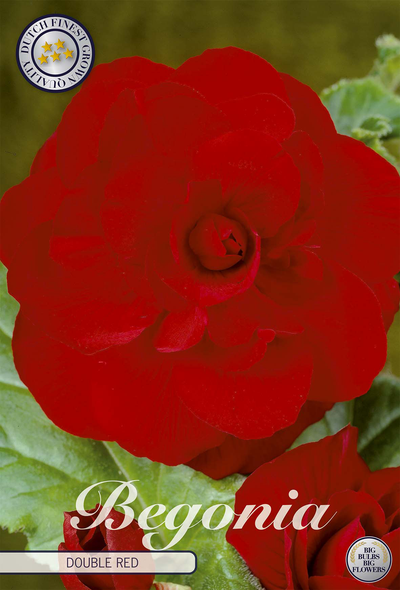 Begonia Double Red