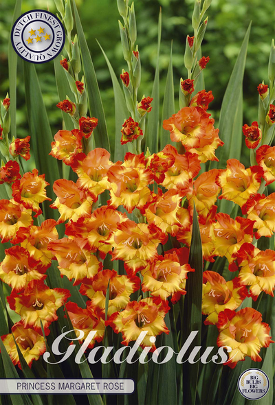 Gladiolus Princess Margaret Rose