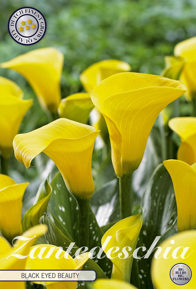 Zantedeschia Black Eyed Beauty