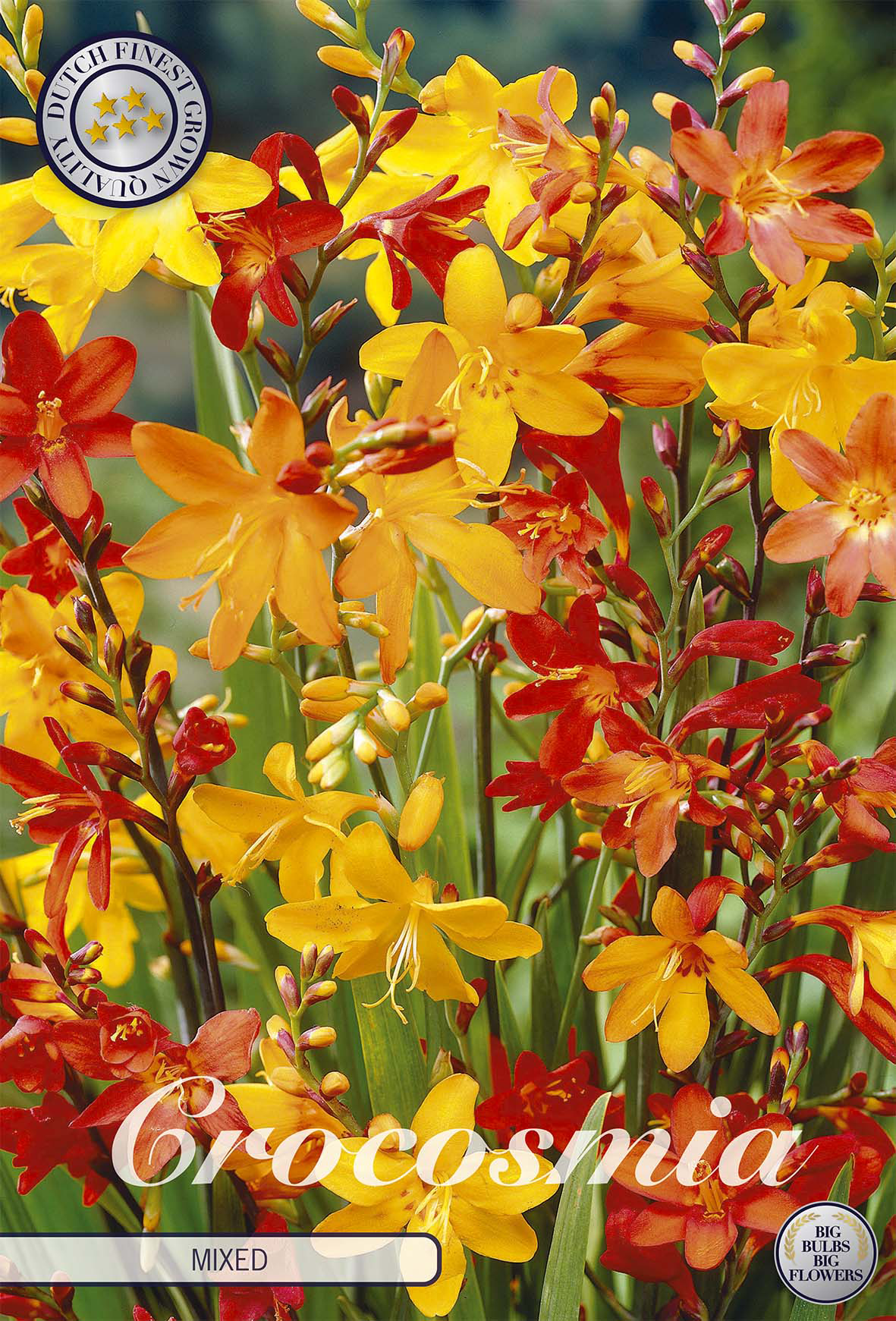 Bulbes de crocosmias