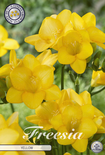 Freesia jaune