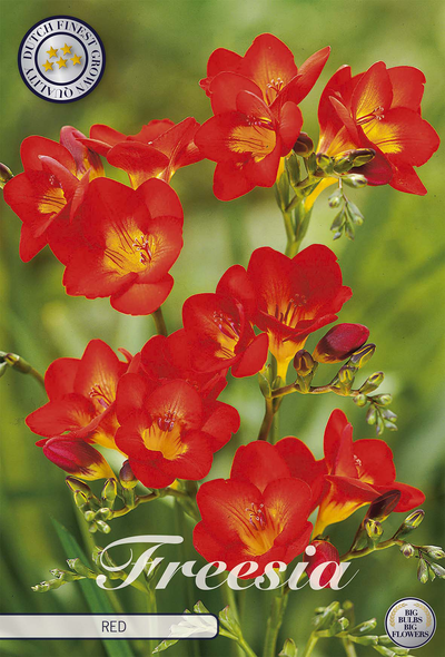 Freesia rouge