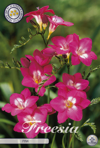 Freesia rose