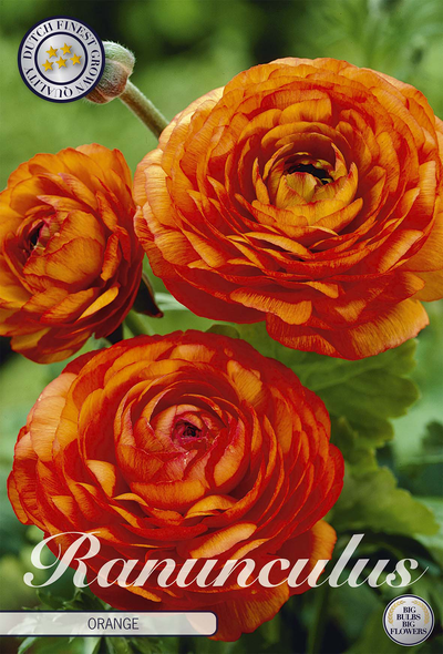 Renoncule orange