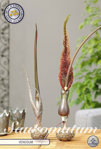 Sauromatum Vernosum