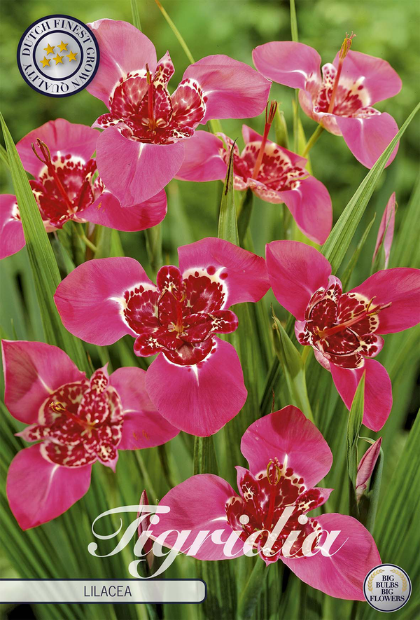 Tigridia Lilacea