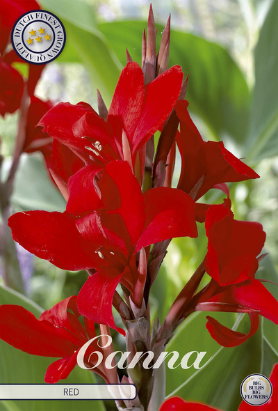 Canna Red