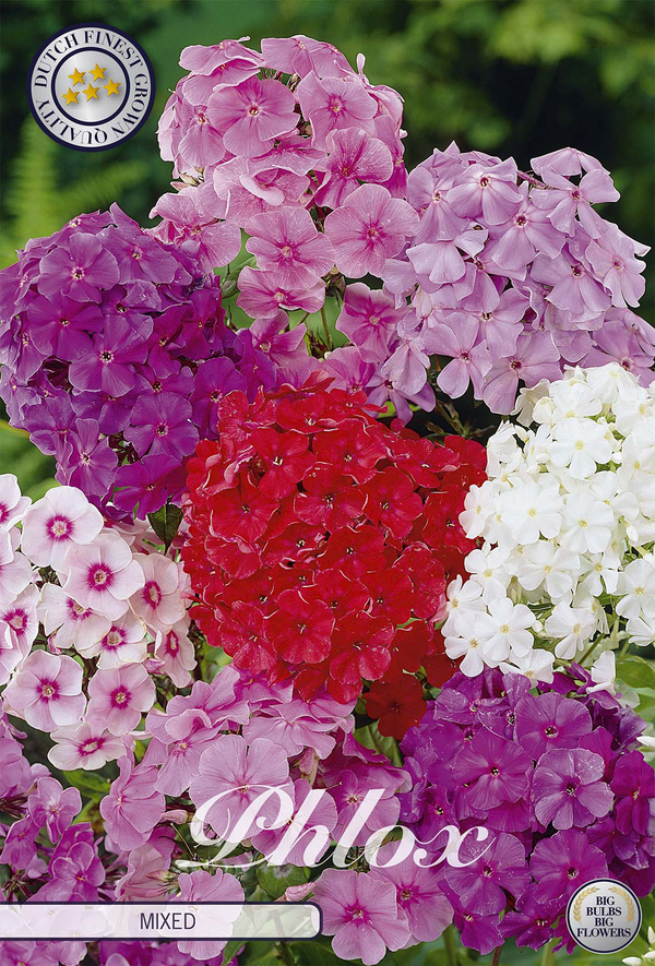 Phlox Mixed