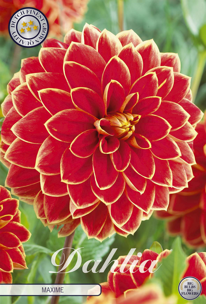 Dahlia Maxime