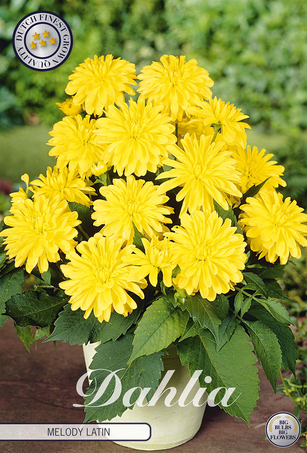 Dahlia Melody Latin