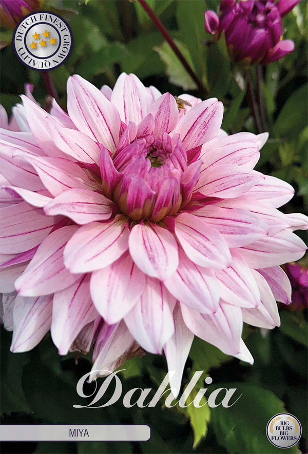 Dahlia Miya