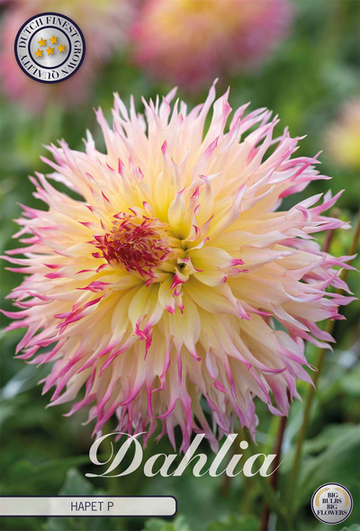Dahlia Hapet P