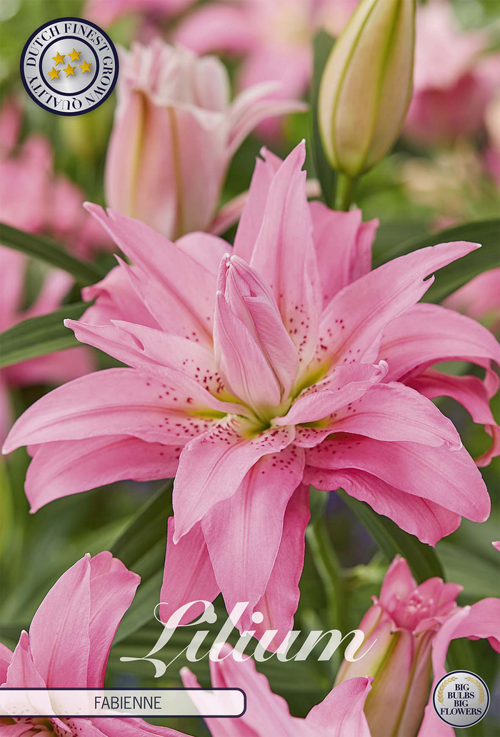 Lilium Fabienne