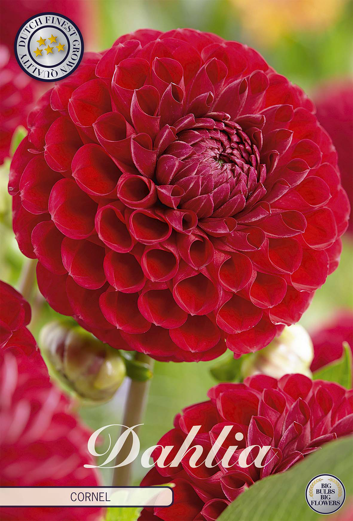 Dahlia Cornel