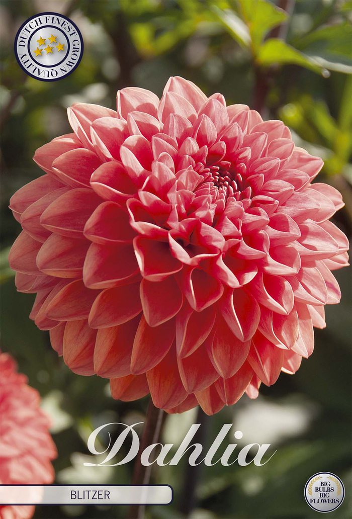 Dahlia Blitzer