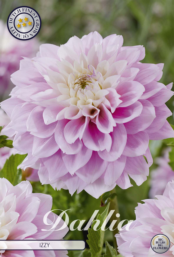 Dahlia Izzy