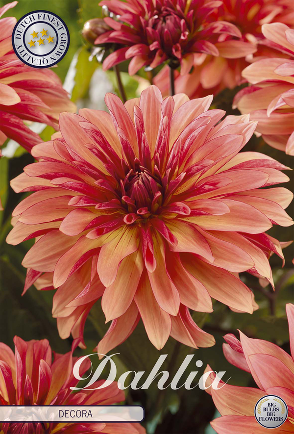 Dahlia Decora
