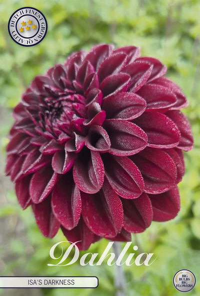 Dahlia Isas Darkness