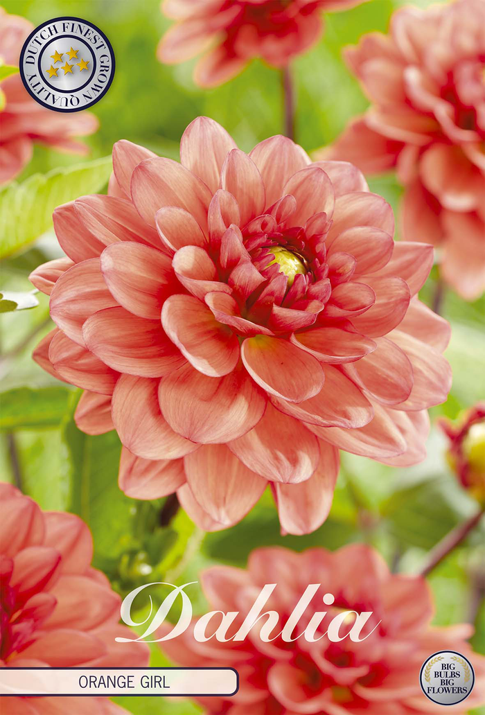 Dahlia Orange Girl