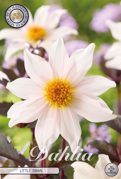 Dahlia Little Swan