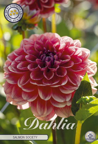 Dahlia Salmon Society