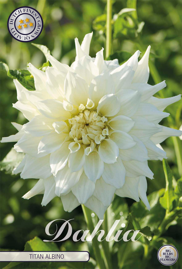 Dahlia Titan Albino
