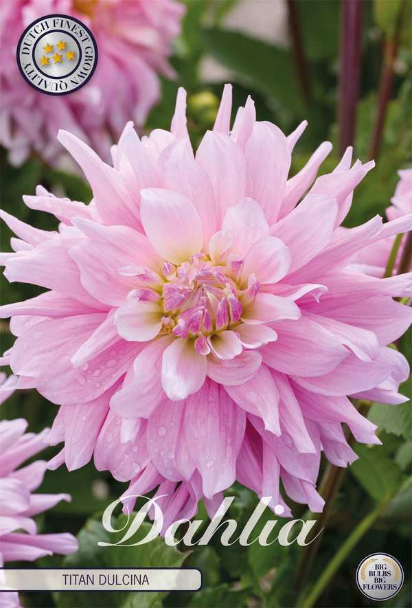 Dahlia Titan Dulcina