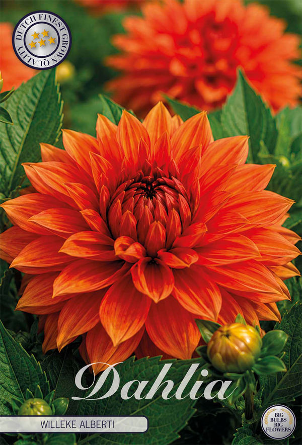 Dahlia Willeke Alberti