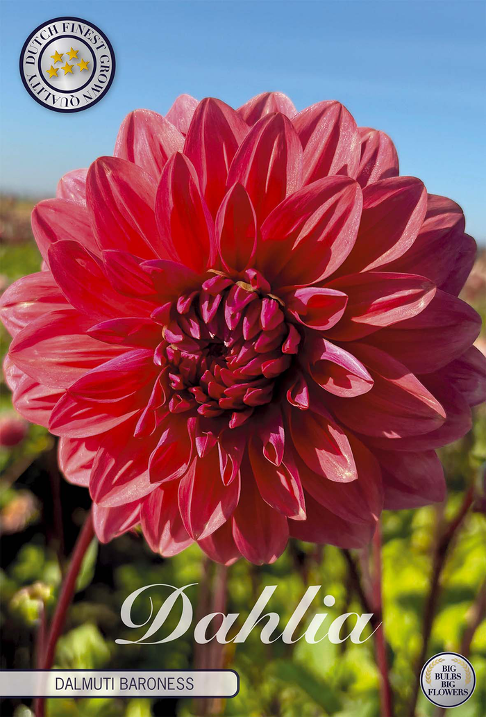 Dahlia Dalmuti Baroness Zalm