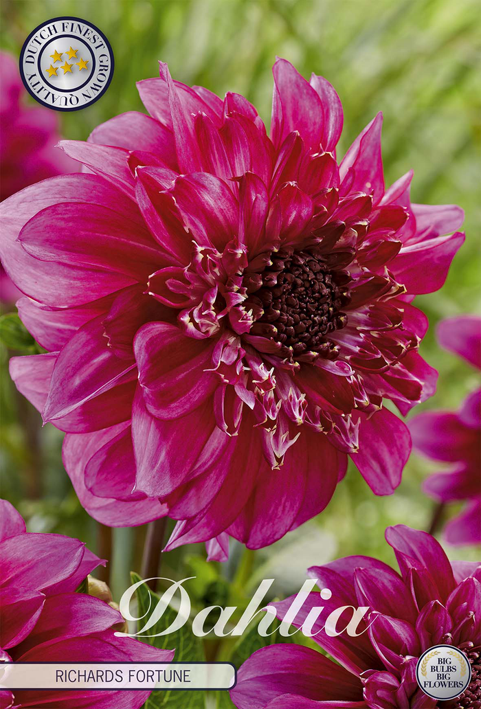 Dahlia Richards Fortune