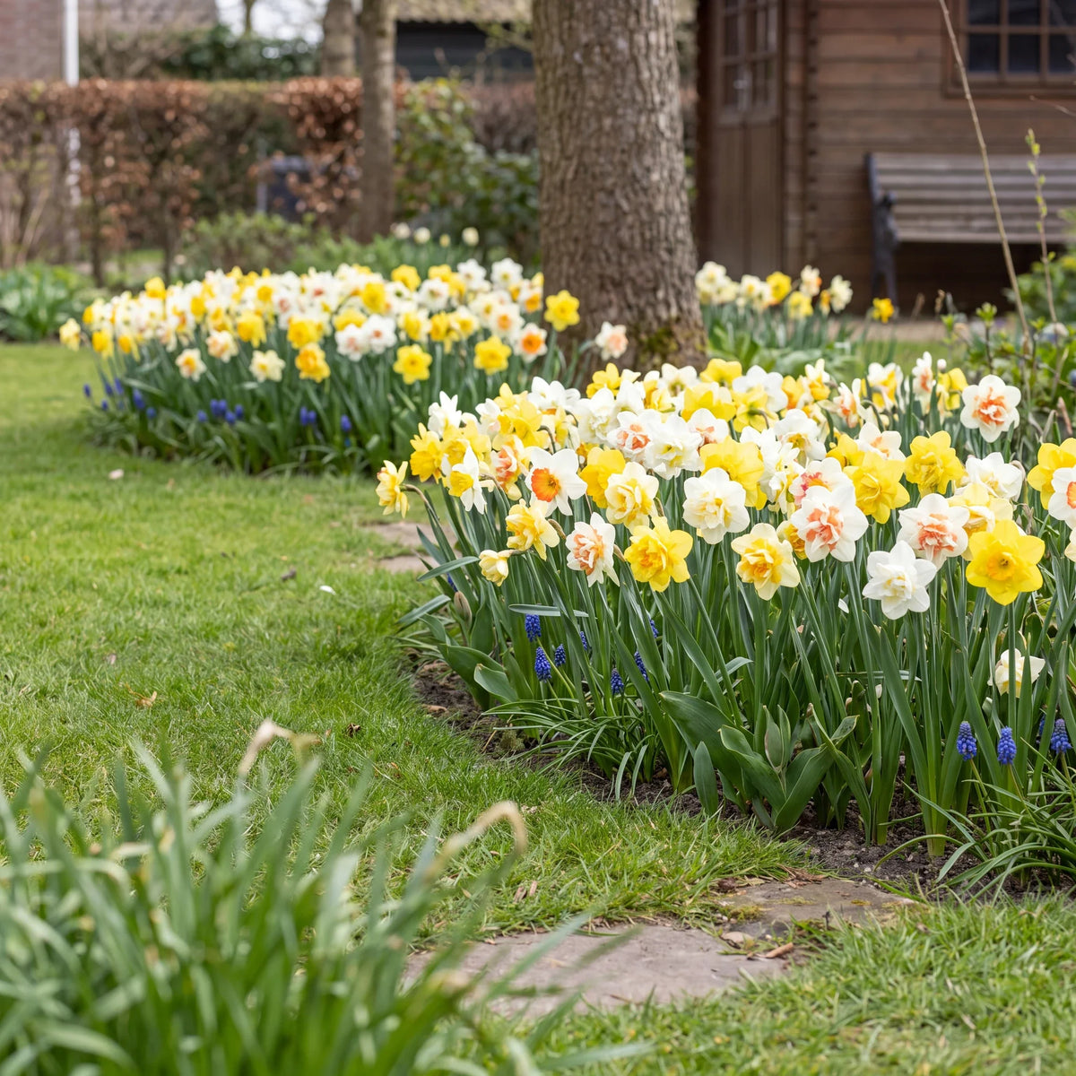 Narcisses en fleur dans un jardin de printemps néerlandais
