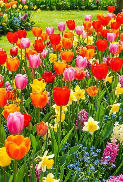 Kleurrijke tuin — Regenboog Border