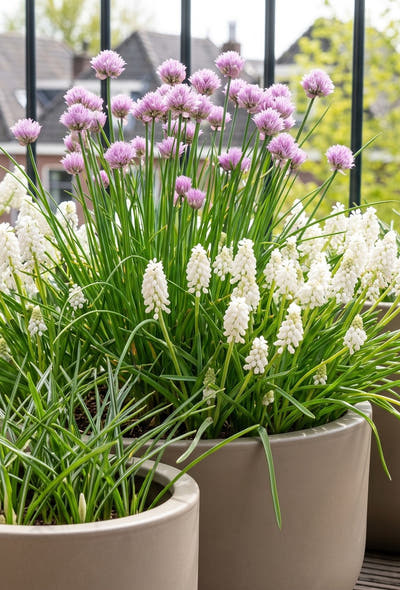 Jardin mellifère — Balcon pour abeilles