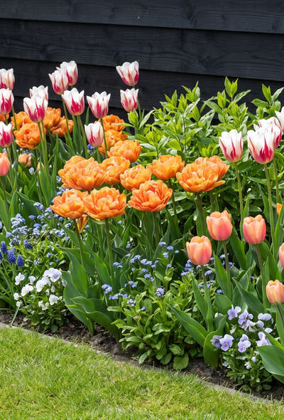 Jardin coloré — Carnaval