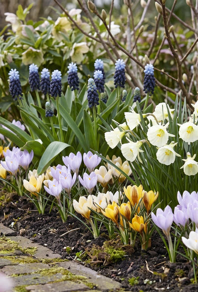 Jardin naturel — Printemps précoce