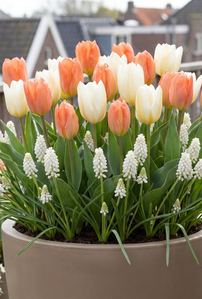 Pots et balcon — Balcon en fleurs