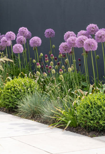 Jardin moderne épuré — Architecture en violet