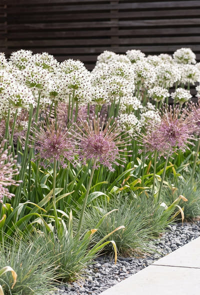 Jardin moderne épuré — Bulbes majestueux