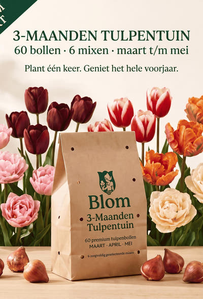 Tulpenmix 3 maanden bloei