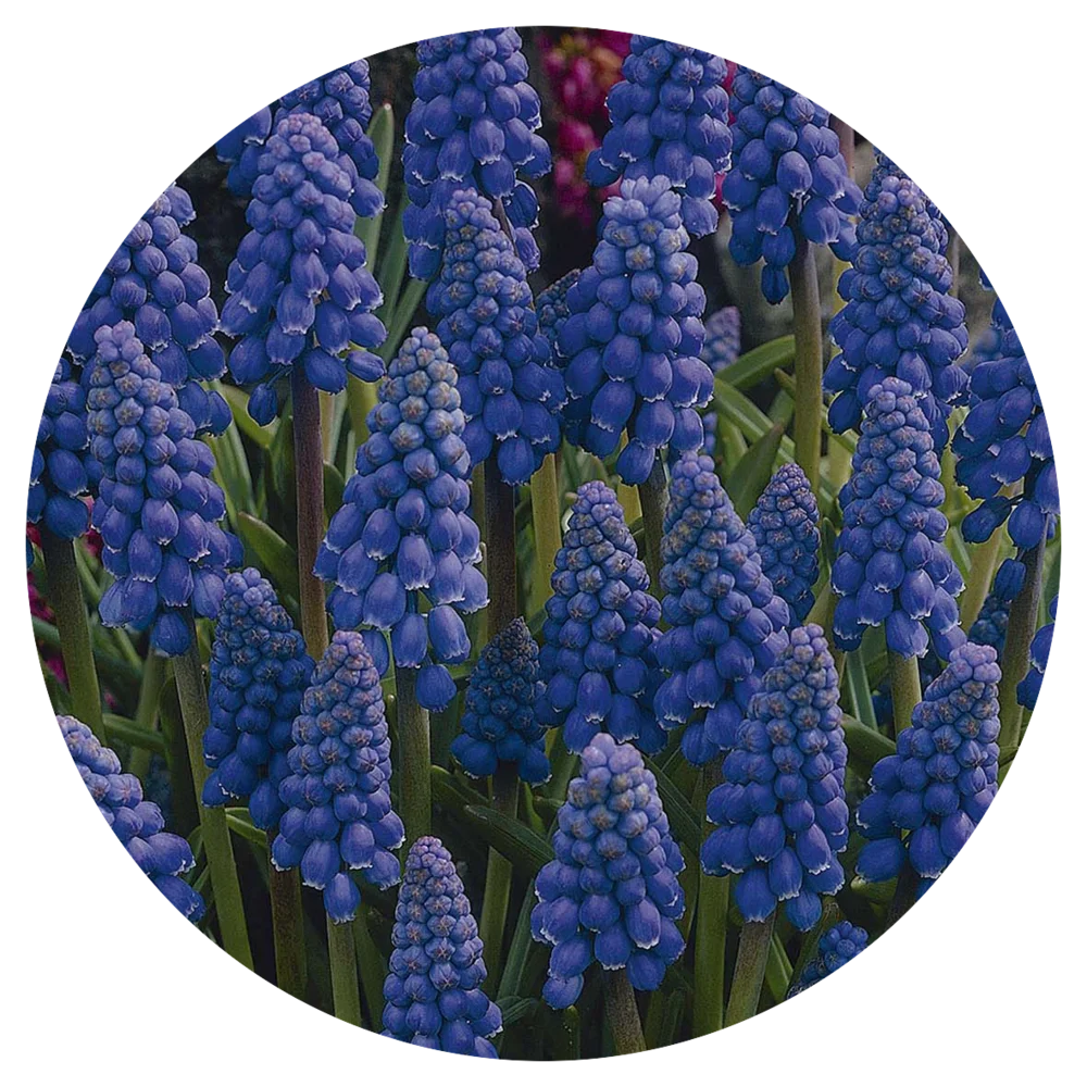 Blauwe druifjes