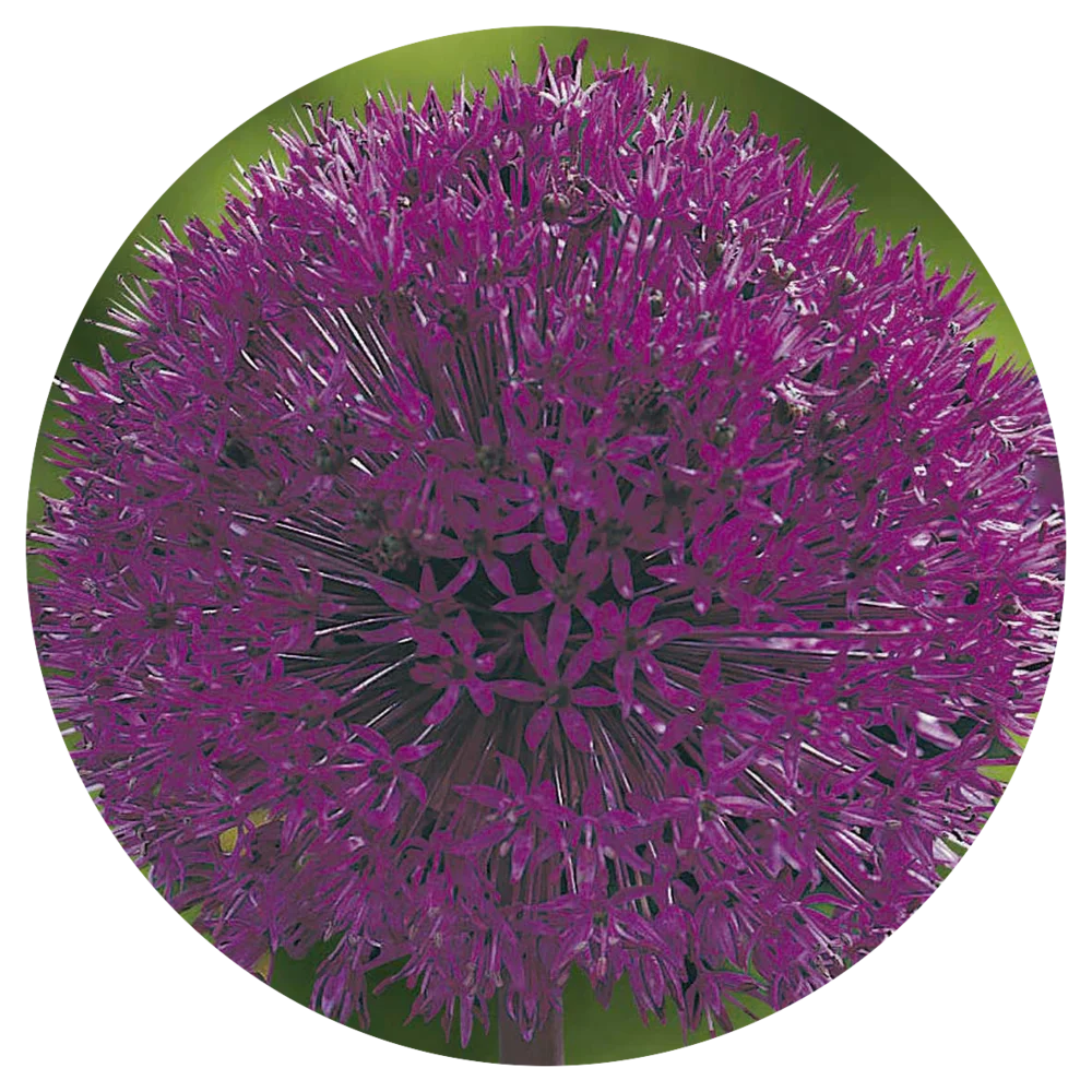Allium