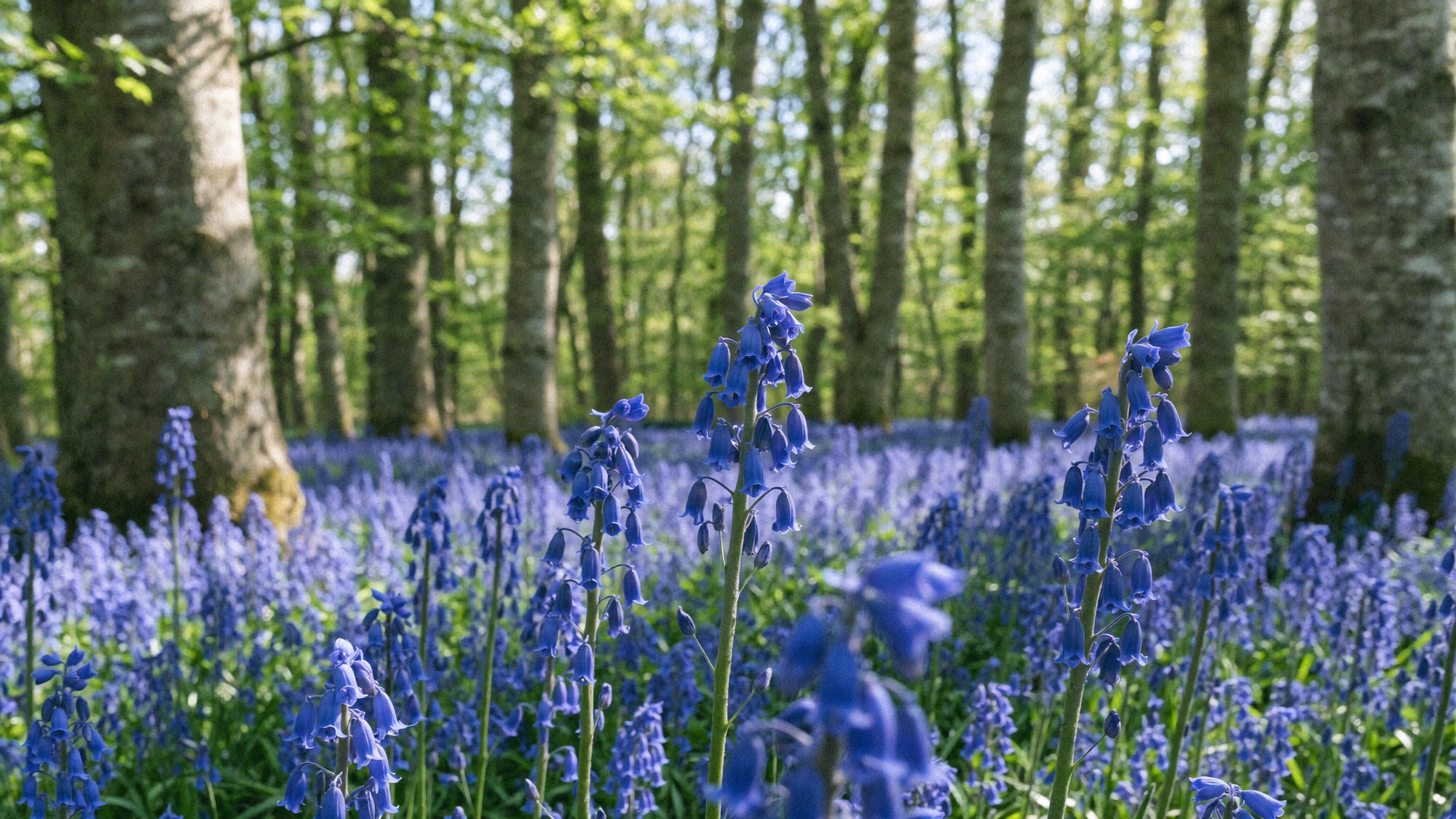 Bulbes de jacinthes des bois