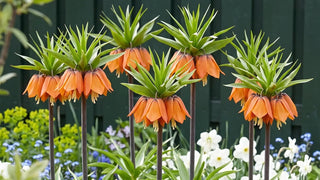 Fritillaires